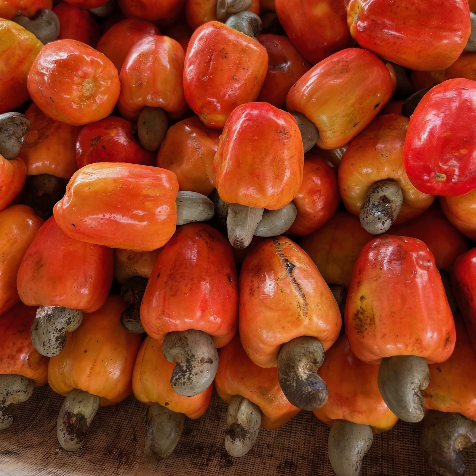 SwiftUI: Understanding Core Data [Draft]